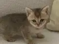 İyi huylu British shorthair dişi yavru