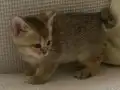 İyi huylu British shorthair dişi yavru