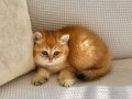 Safkan Golden ny 12 zümrüt yeşili gözlü dişi bebek