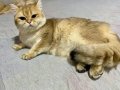 Golden yeşil gözlü sıcakkanlı uyumlu safkan yakışıklı 