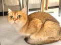 Golden yeşil gözlü yetişkin prenses 