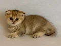 Golden ny 24 scottish fold dişi bebek