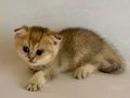 Golden ny 24 scottish fold dişi bebek