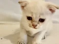 Beyaz mavi gözlü scottish fold Erkek Bebek