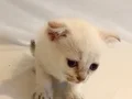 Beyaz mavi gözlü scottish fold Erkek Bebek