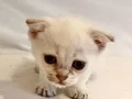 Beyaz mavi gözlü scottish fold Erkek Bebek