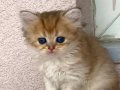 Safkan Golden ny12 Ayıcık suratlı zümrüt gözlü Bebek