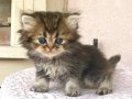 Koyu Golden deniz gözlü Longhair Bebek