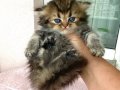 Koyu Golden deniz gözlü Longhair Bebek