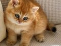 Topaç Kafa Safkan Golden NY12 Altın Sarısı Renkli Gözlü Bebiş