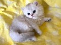 Mavi Gözlü Safkan Silver Point NS1133 British Longhair Bebek