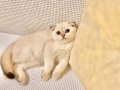 Akıllı Tatlı Deniz Gözlü Scottish Fold Minnnak