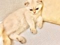 Akıllı Tatlı Deniz Gözlü Scottish Fold Minnnak