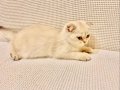 Akıllı Tatlı Deniz Gözlü Scottish Fold Minnnak