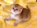 Yeşil Gözlü Safkan Golden NY11 Scottish Fold - Ev Eğitimi Tamam