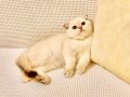 Akıllı Tatlı Deniz Gözlü Scottish Fold Minnnak