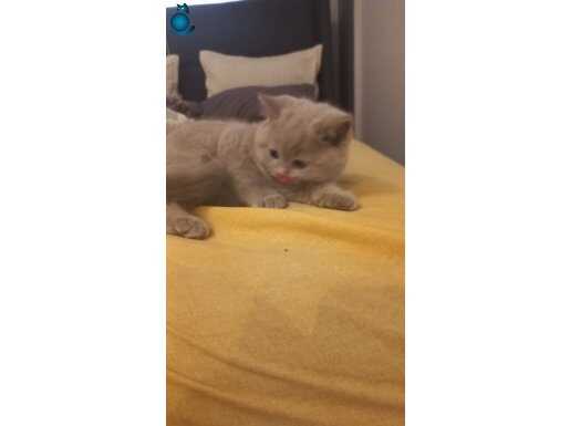 Full kalite tek dişi bebek..