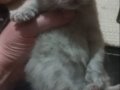 Yeni Ailemize Gitmeye Hazırız