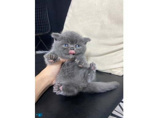 SHOW KALİTE BRİTİSH SHORTHAİR