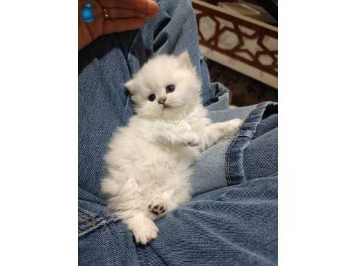 SHOW KALİTE BEBEKLER