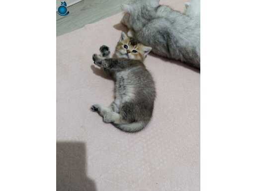 Gümüş Işıltılı Ay Suratlı British Shorthair Yavruları