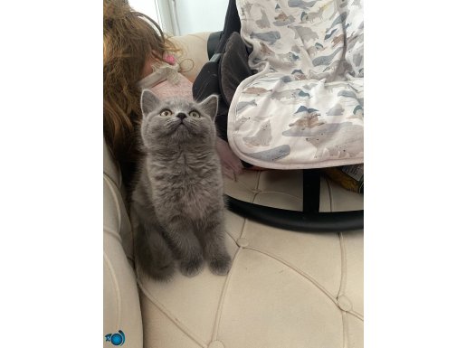 SAF KAN BRİTİSH SHORTHAİR