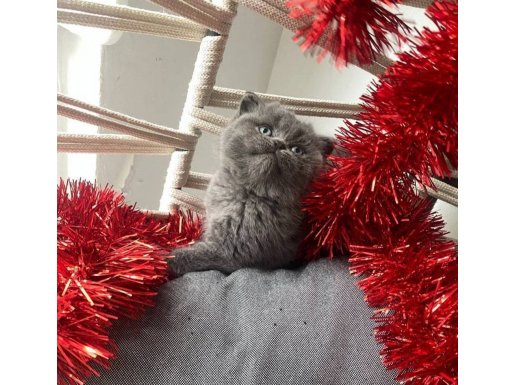 Ay Surat Scottish Fold 