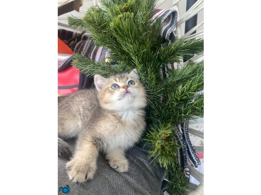 AYI SURAT GOLDEN BEBEKLER