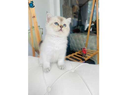 SAFKAN GOLDEN POİNT BEBEKLER