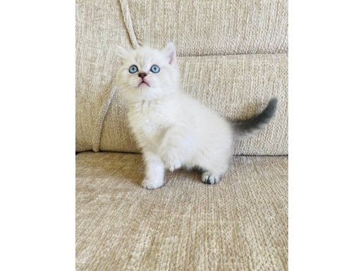 A KALİTE MASMAVİ SİLVER 