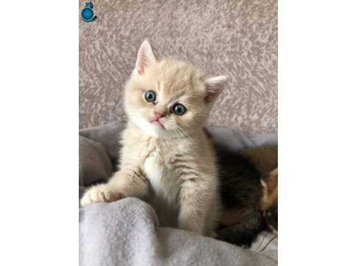 BEBEK YÜZLÜ GOLDEN