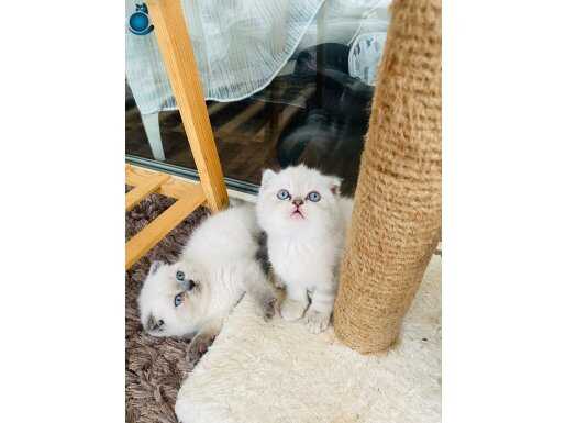 AYI SURAT KARDEŞLER