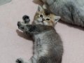 Gümüş Işıltılı Ay Suratlı British Shorthair Yavruları
