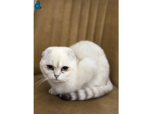 Scottish fold silver