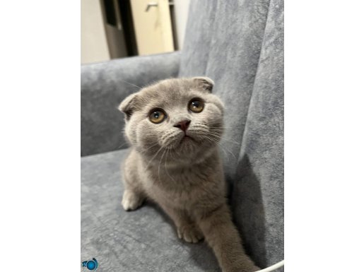 Scottish fold lilak 