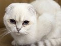 Scottish fold silver