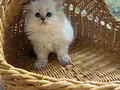 Longhair Point Maviş Bebekler 