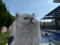 Yakışıklı oğlum 