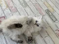 Yakışıklı oğlum 