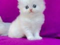 Ele alışkın British longhair ve shorthair bebekler