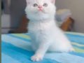 Ele alışkın British longhair ve shorthair bebekler