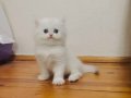 Ele alışkın British longhair ve shorthair bebekler
