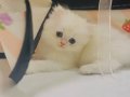 Ele alışkın British longhair ve shorthair bebekler