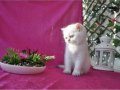 Ele alışkın  British longhair ve shorthair bebekler