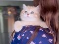 Ele alışkın British longhair ve shorthair bebekler
