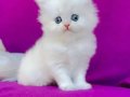 British longhair karbeyazı bebekler