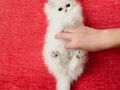 Sosyal ve sağlıklı British longhair sevgi dolu bebekler