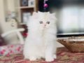 Sosyal ve sağlıklı British longhair sevgi dolu bebekler
