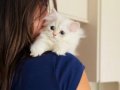 Sosyal ve sağlıklı British longhair sevgi dolu bebekler