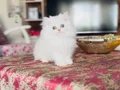 Sosyal ve sağlıklı British longhair sevgi dolu bebekler